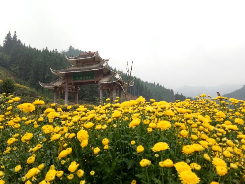 黄金菊花茶