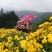 黄金菊花茶
