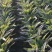 红叶香莴苣质量好价格低量大从优欢迎咨询