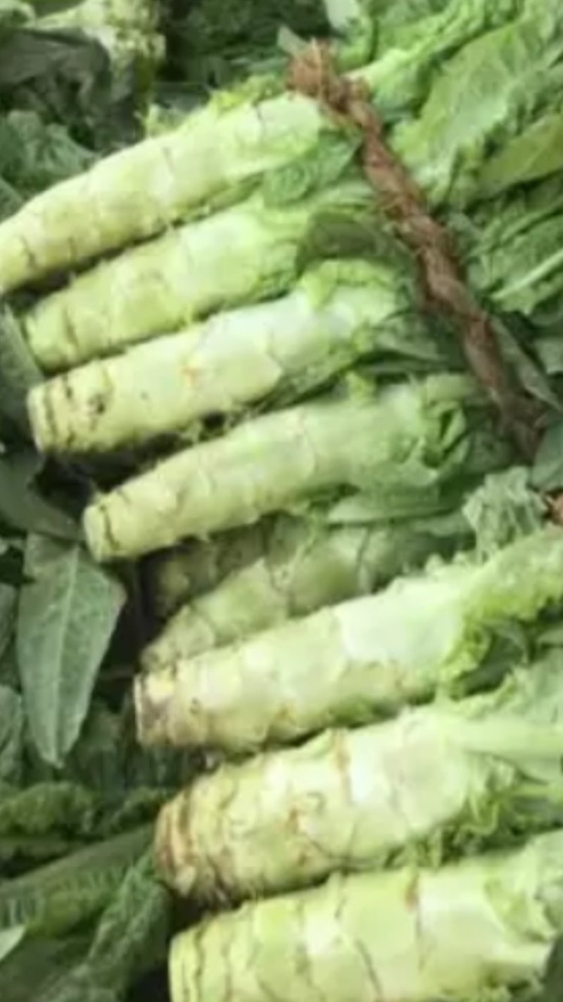 红叶香莴苣质量好价格低量大从优欢迎咨询