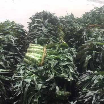 红叶香莴苣质量好价格低量大从优欢迎咨询