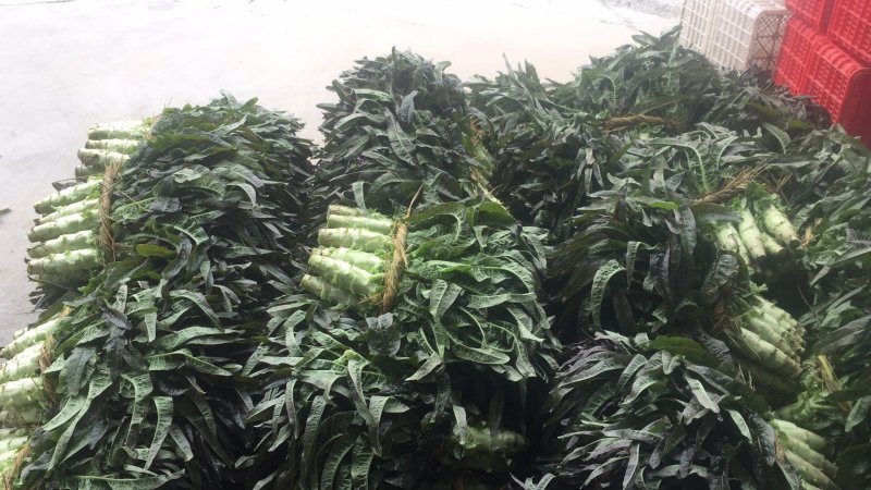 红叶香莴苣质量好价格低量大从优欢迎咨询