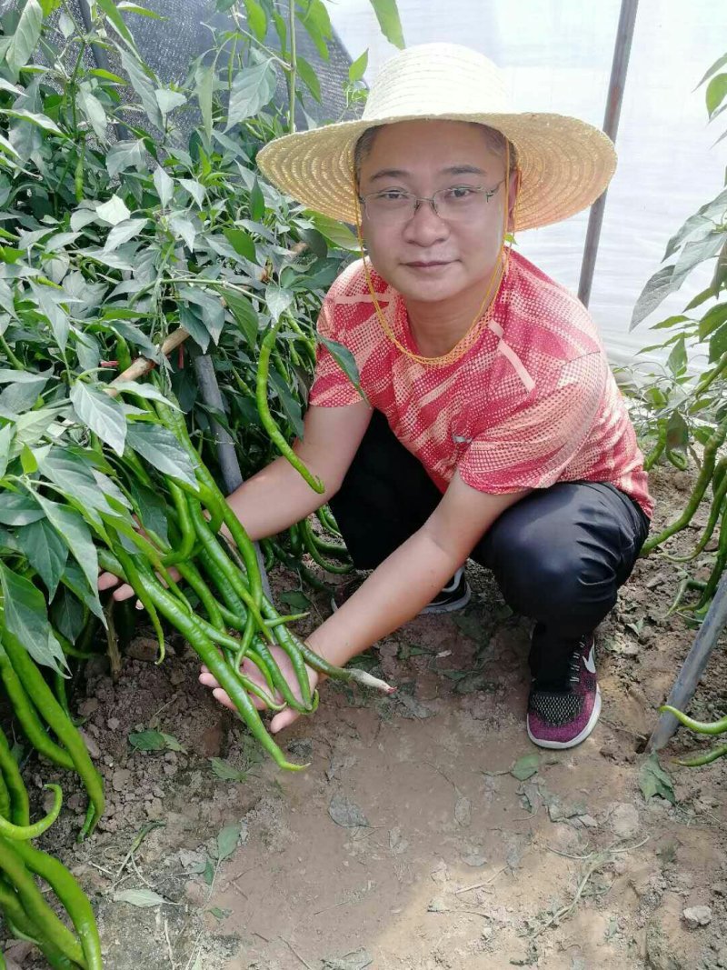辣椒苗黄、黑线椒特长线椒高产抗病预定代育都可以