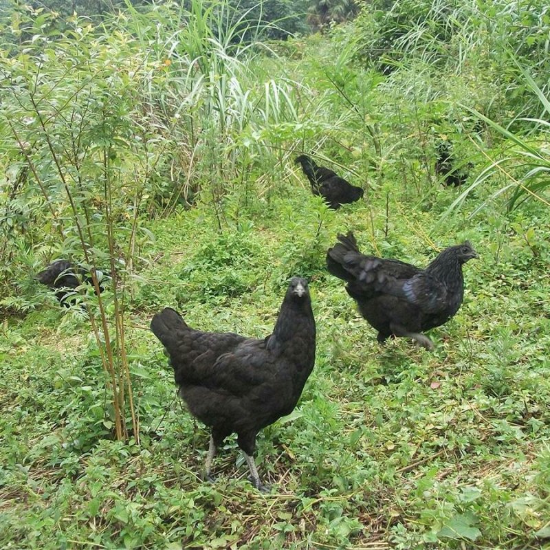 乌骨鸡正宗盐津乌骨鸡散养