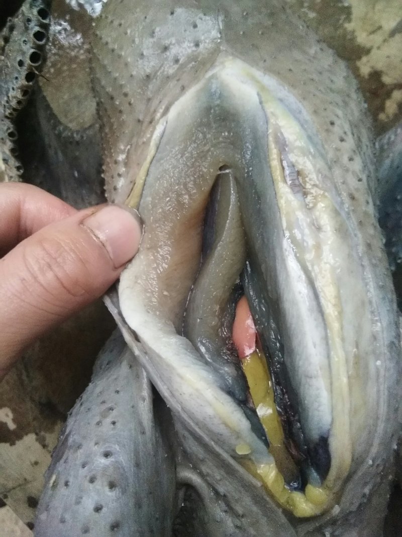 乌骨鸡正宗盐津乌骨鸡散养