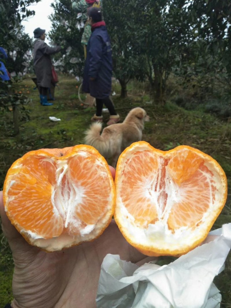 耙耙柑，个头大，味纯甜，颜色红，果面干净