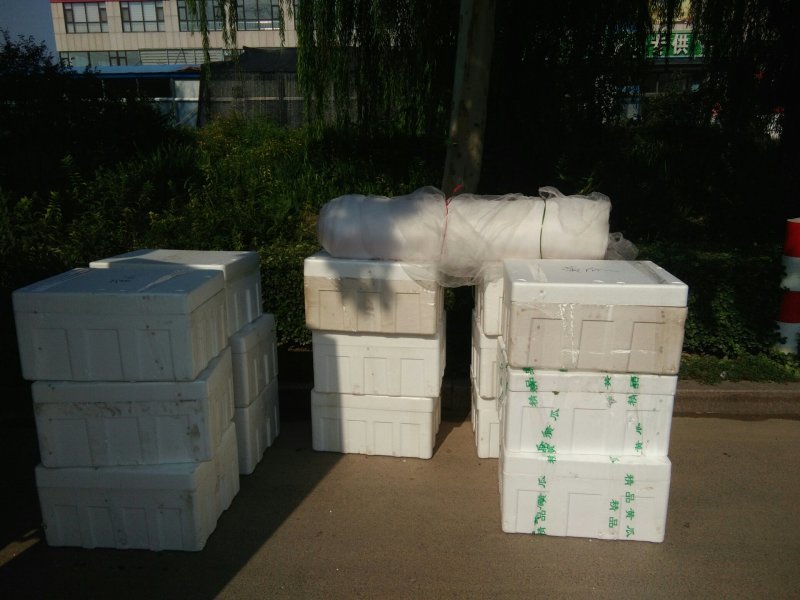 圆椒苗红泡椒苗甜椒苗预订代育全国接单
