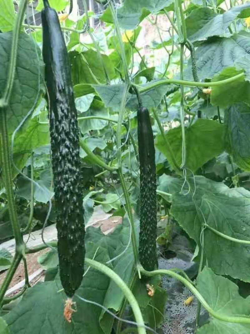 乾德全亮冬、全雌油亮型黄瓜种子，高产抗病，秋延越冬早春栽培