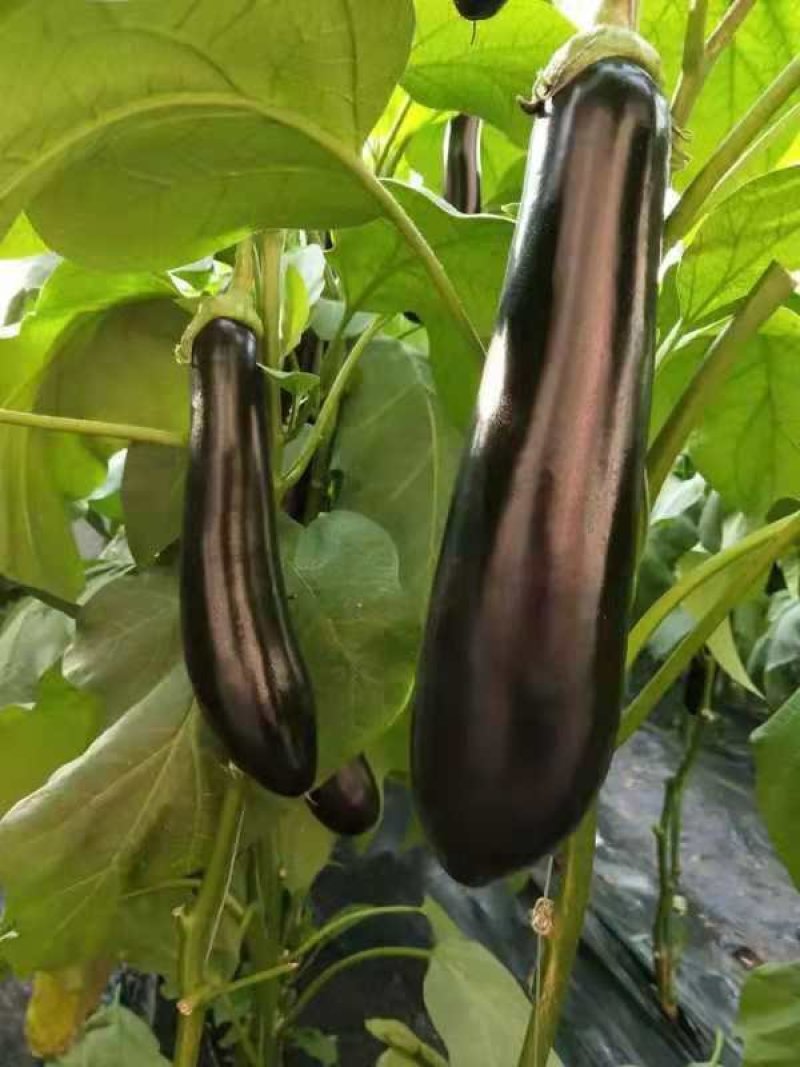 乾德茄550长茄早熟，高产，硬度高，寿光十佳蔬菜品种