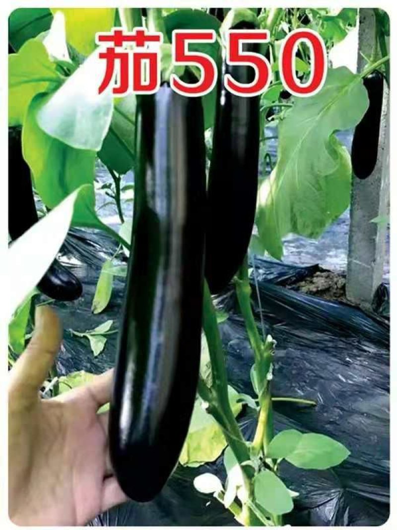乾德茄550长茄早熟，高产，硬度高，寿光十佳蔬菜品种