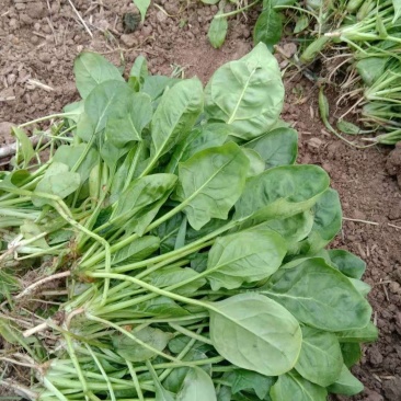 精品小圆叶菠菜