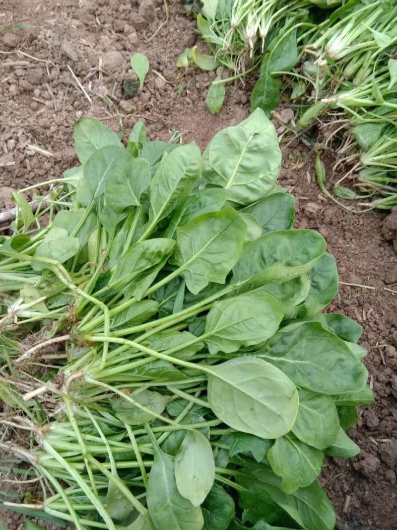 精品小圆叶菠菜