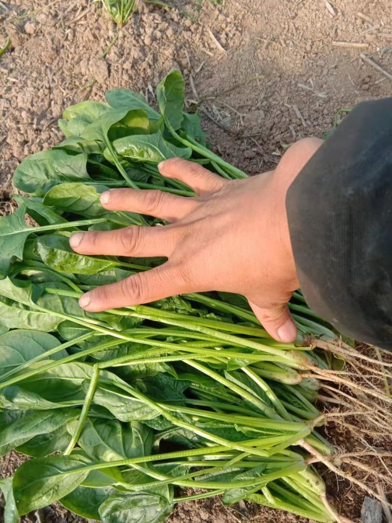 精品小圆叶菠菜