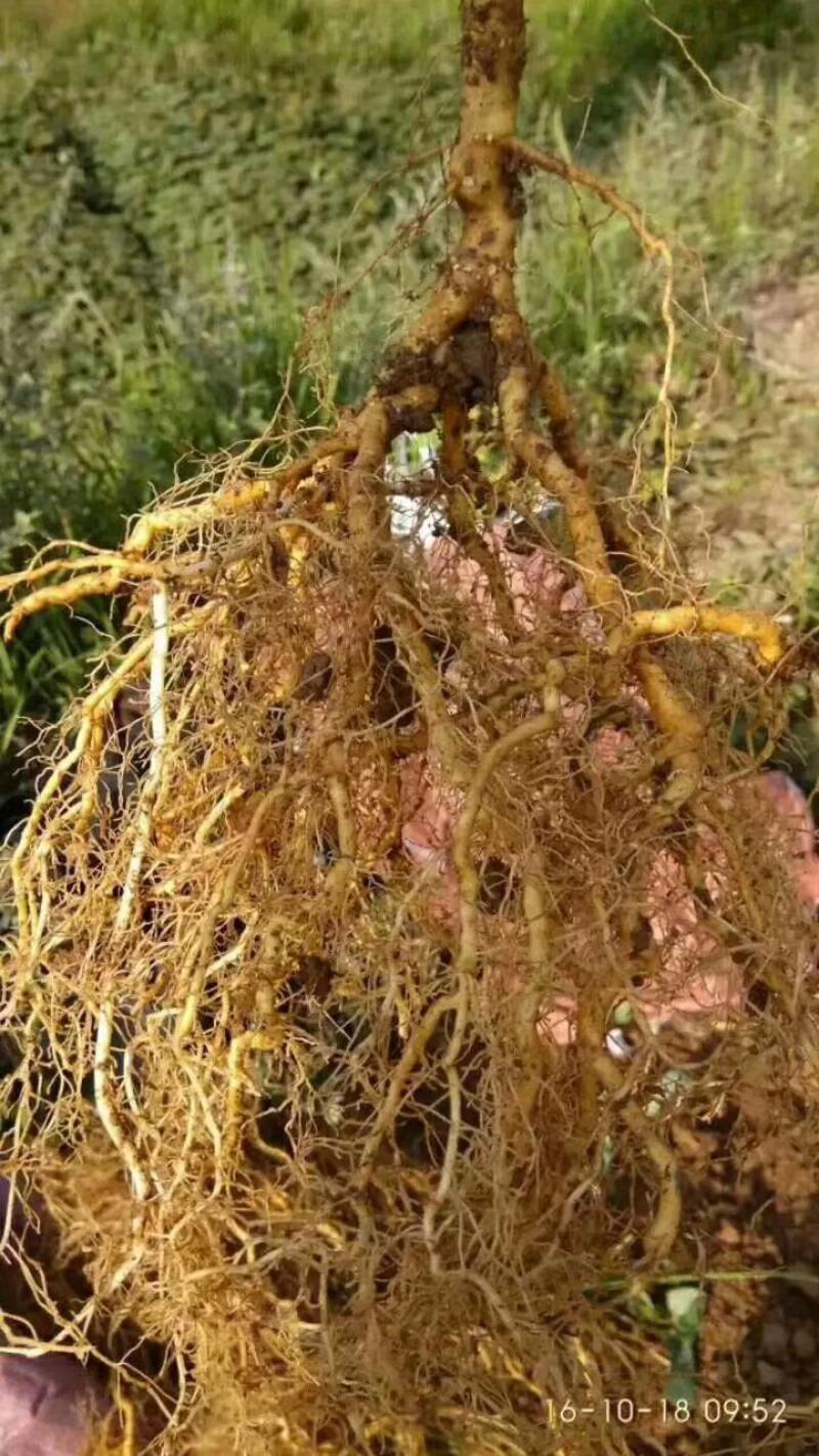 【猕猴桃实生苗】对萼水杨桃苗，嫁接猕猴桃专用粘木基地直发