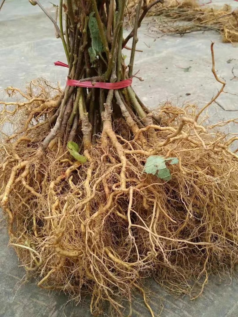 【猕猴桃实生苗】对萼水杨桃苗，嫁接猕猴桃专用粘木基地直发