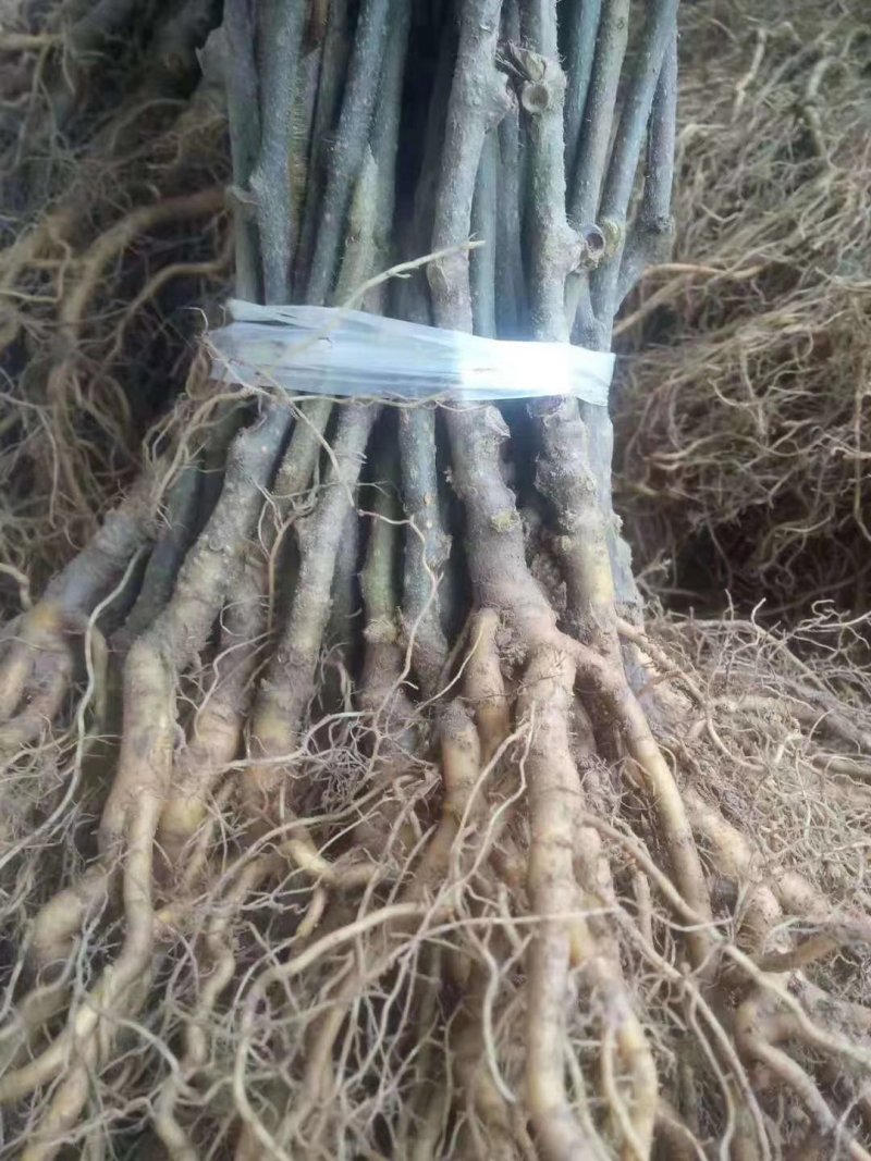 【猕猴桃实生苗】对萼水杨桃苗，嫁接猕猴桃专用粘木基地直发