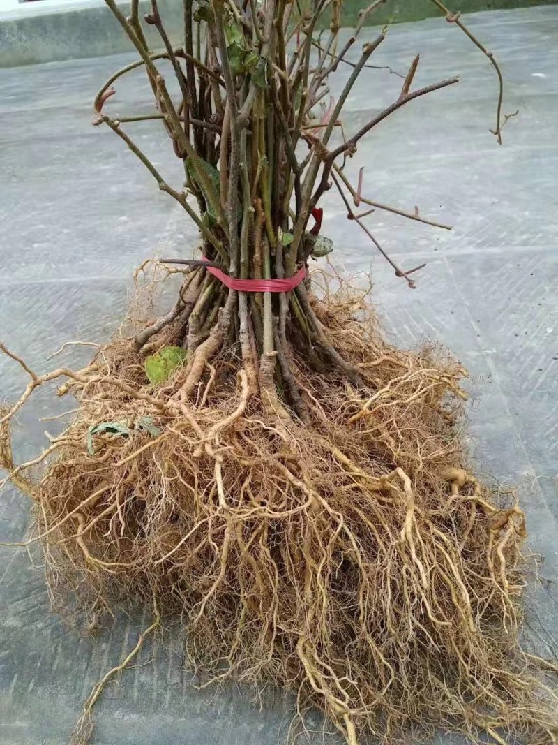 【猕猴桃实生苗】对萼水杨桃苗，嫁接猕猴桃专用粘木基地直发