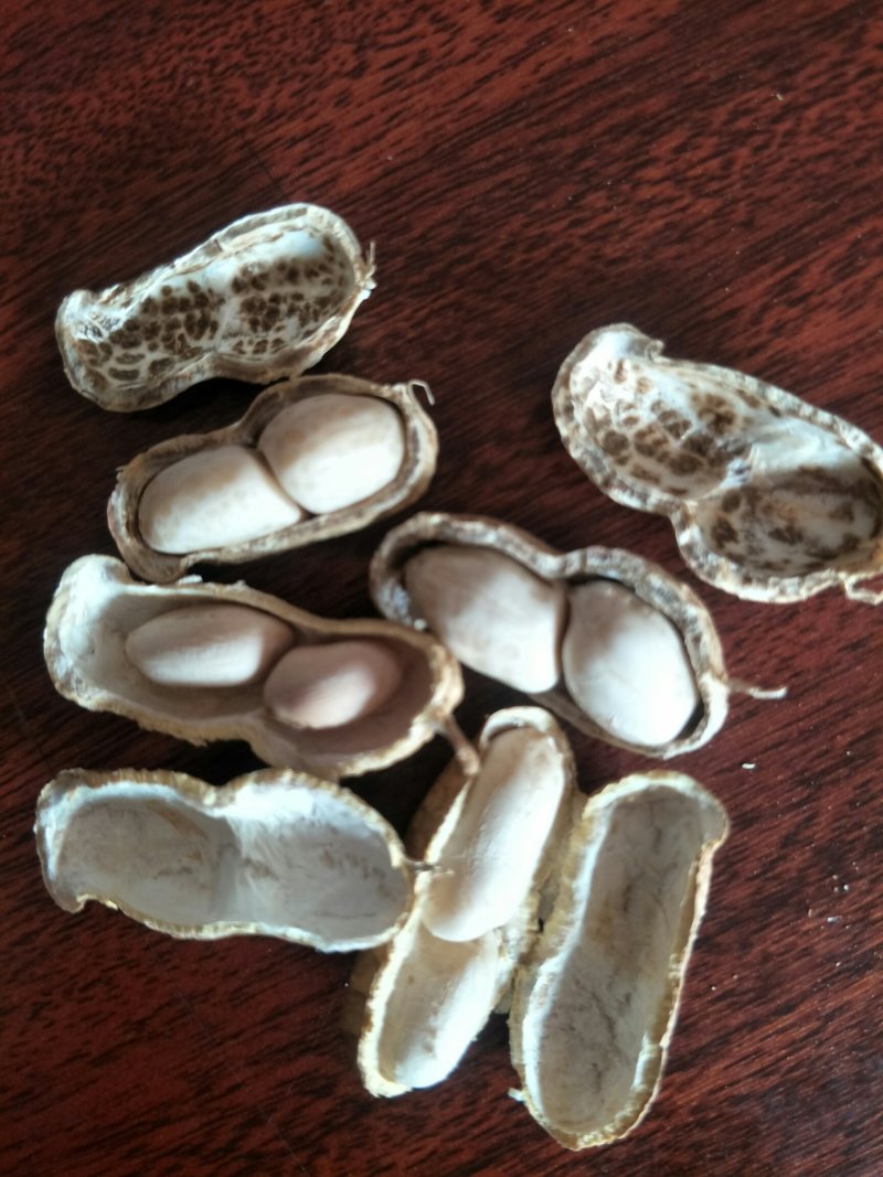 手扒花生花生米子双仁果种子，和商品米，油料米子，