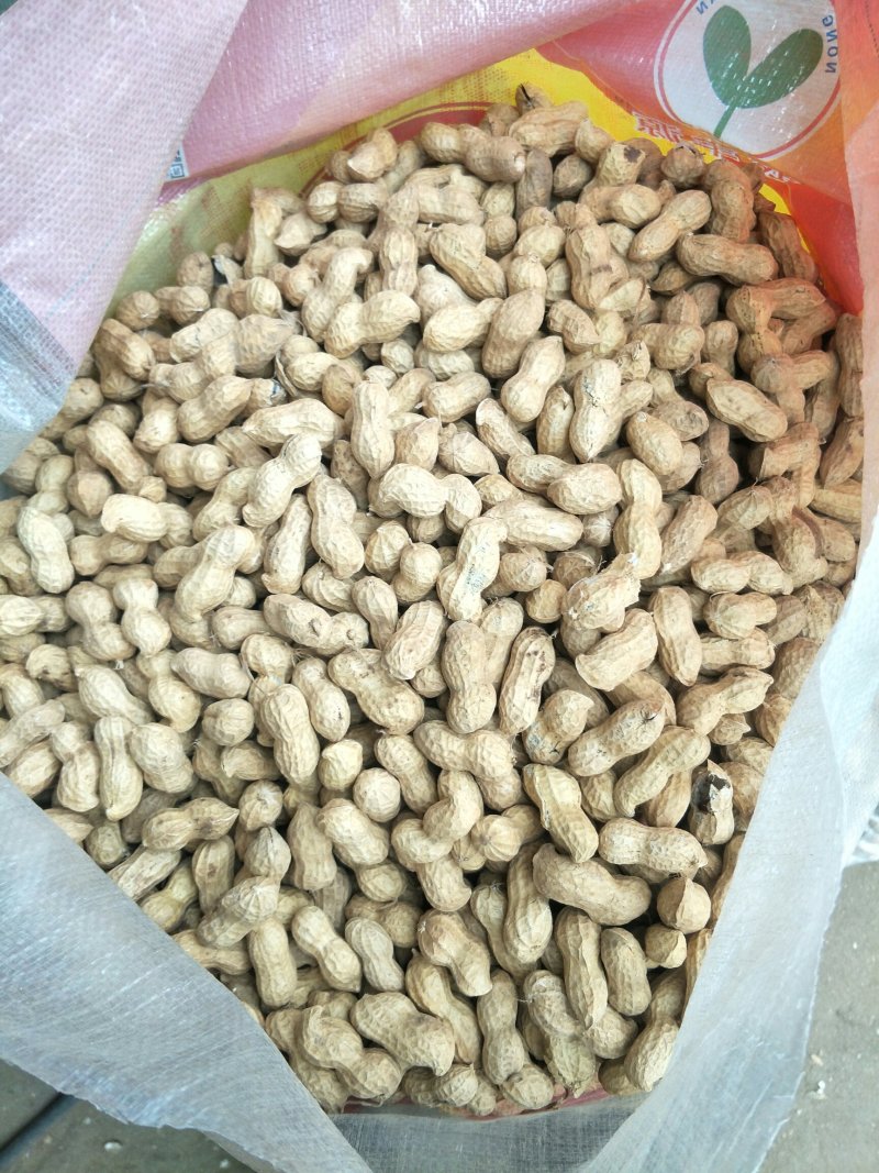 手扒花生花生米子双仁果种子，和商品米，油料米子，