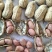 手扒花生花生米子双仁果种子，和商品米，油料米子，