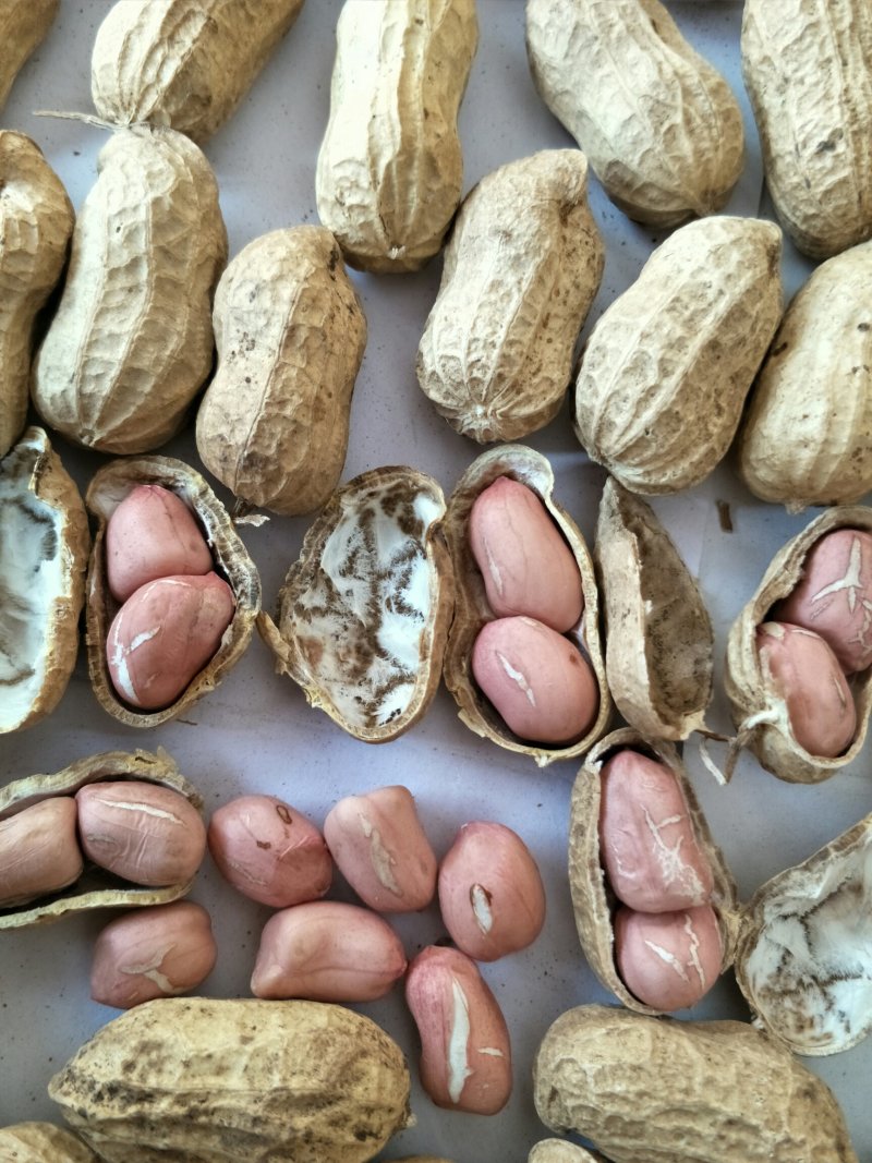 手扒花生花生米子双仁果种子，和商品米，油料米子，