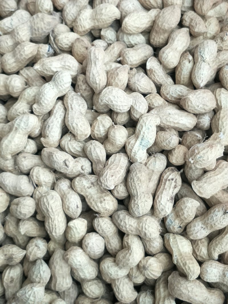 手扒花生花生米子双仁果种子，和商品米，油料米子，