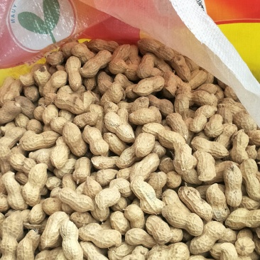 手扒花生花生米子双仁果种子，和商品米，油料米子，