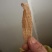 天麻野外仿野生天麻，干天麻素含量高