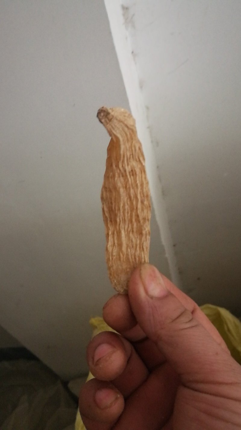 天麻野外仿野生天麻，干天麻素含量高