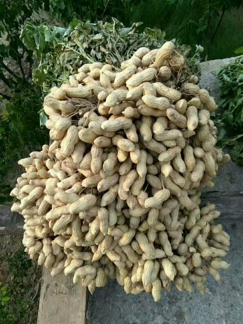 手扒花生花生米子双仁果种子，和商品米，油料米子，