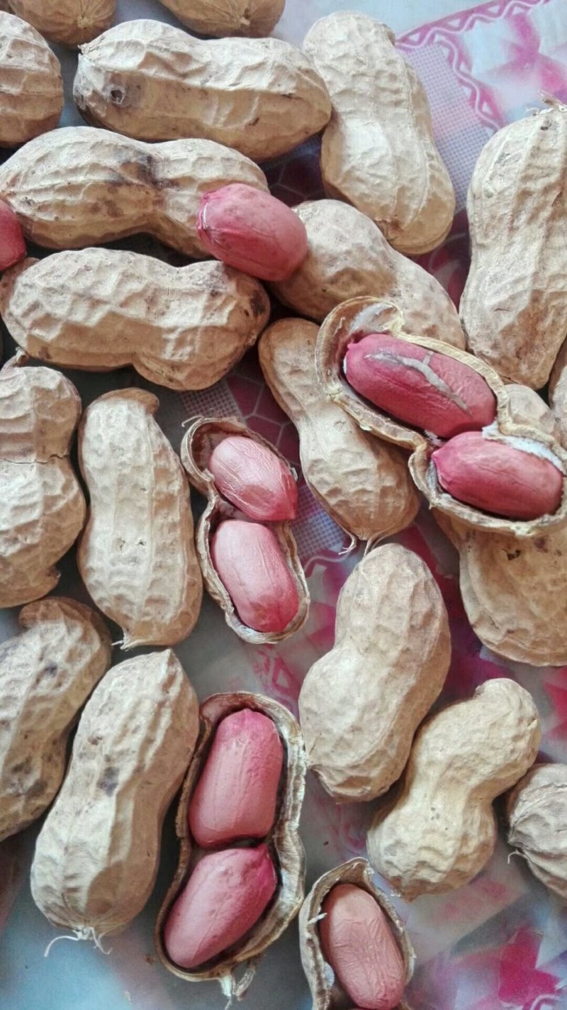 手扒花生花生米子双仁果种子，和商品米，油料米子，