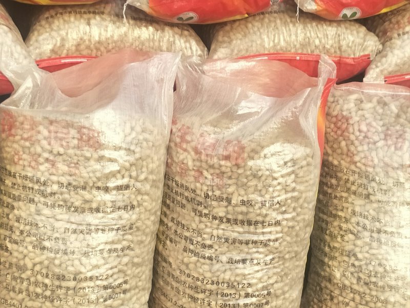 手扒花生花生米子双仁果种子，和商品米，油料米子，