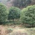 桂花