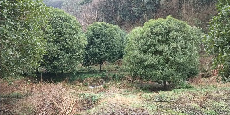 桂花