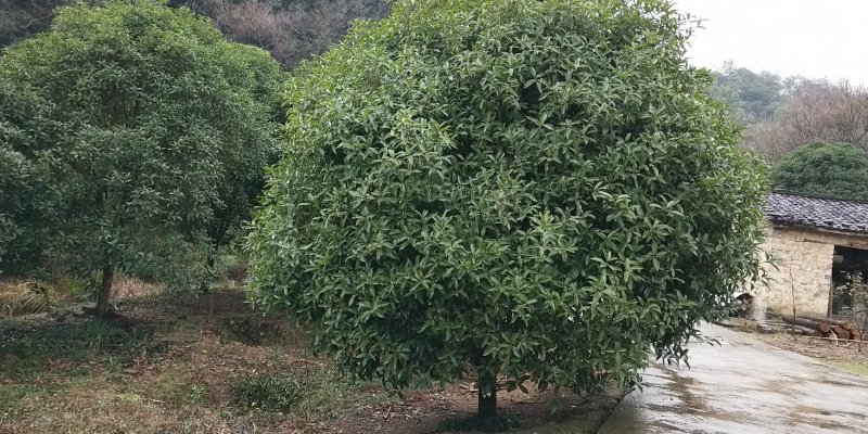 桂花