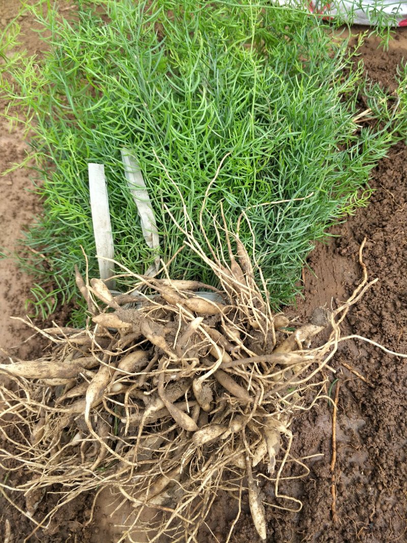 天冬苗，纯3号品种，肉度厚，薯大产量高，粗放管理