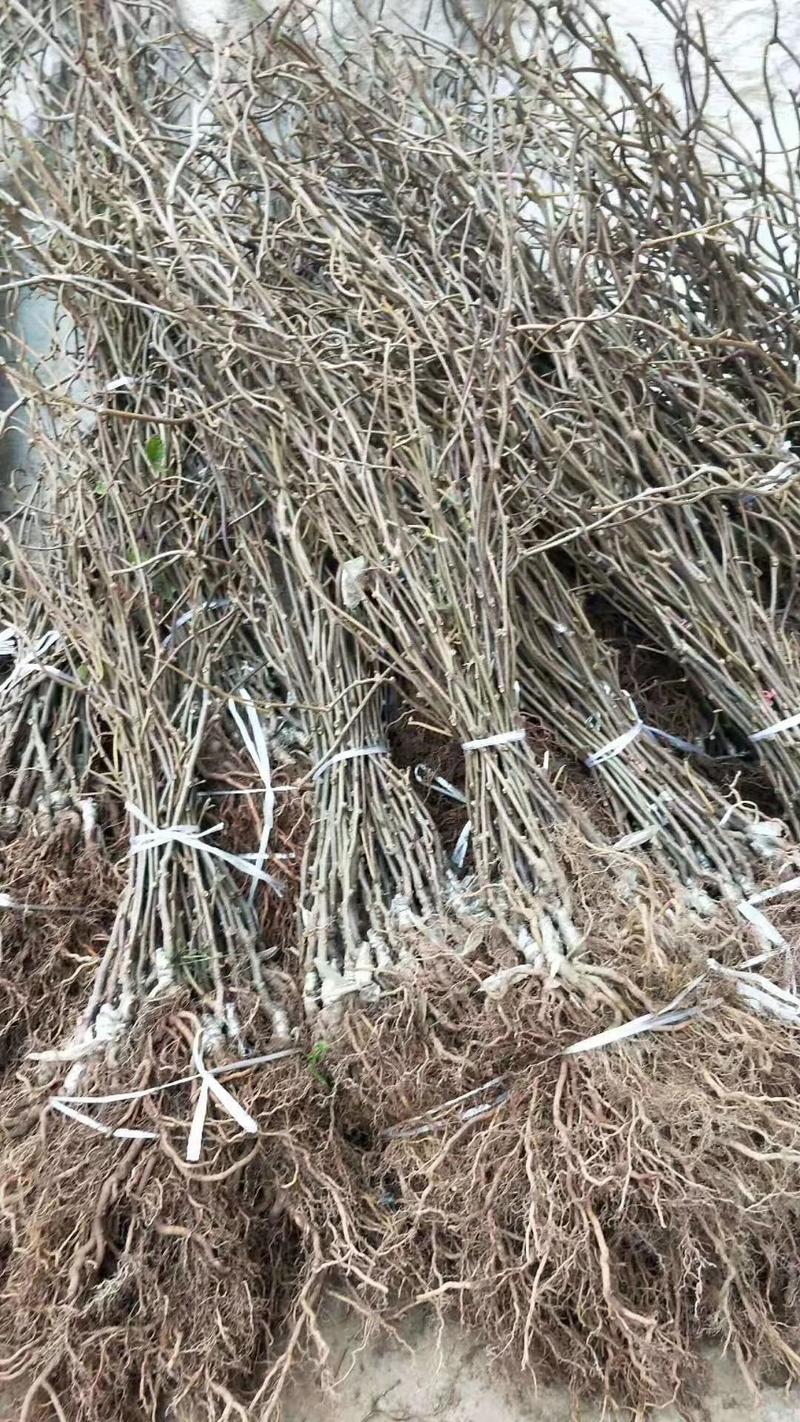 【猕猴桃实生苗】对萼水杨桃苗，嫁接猕猴桃专用粘木基地直发