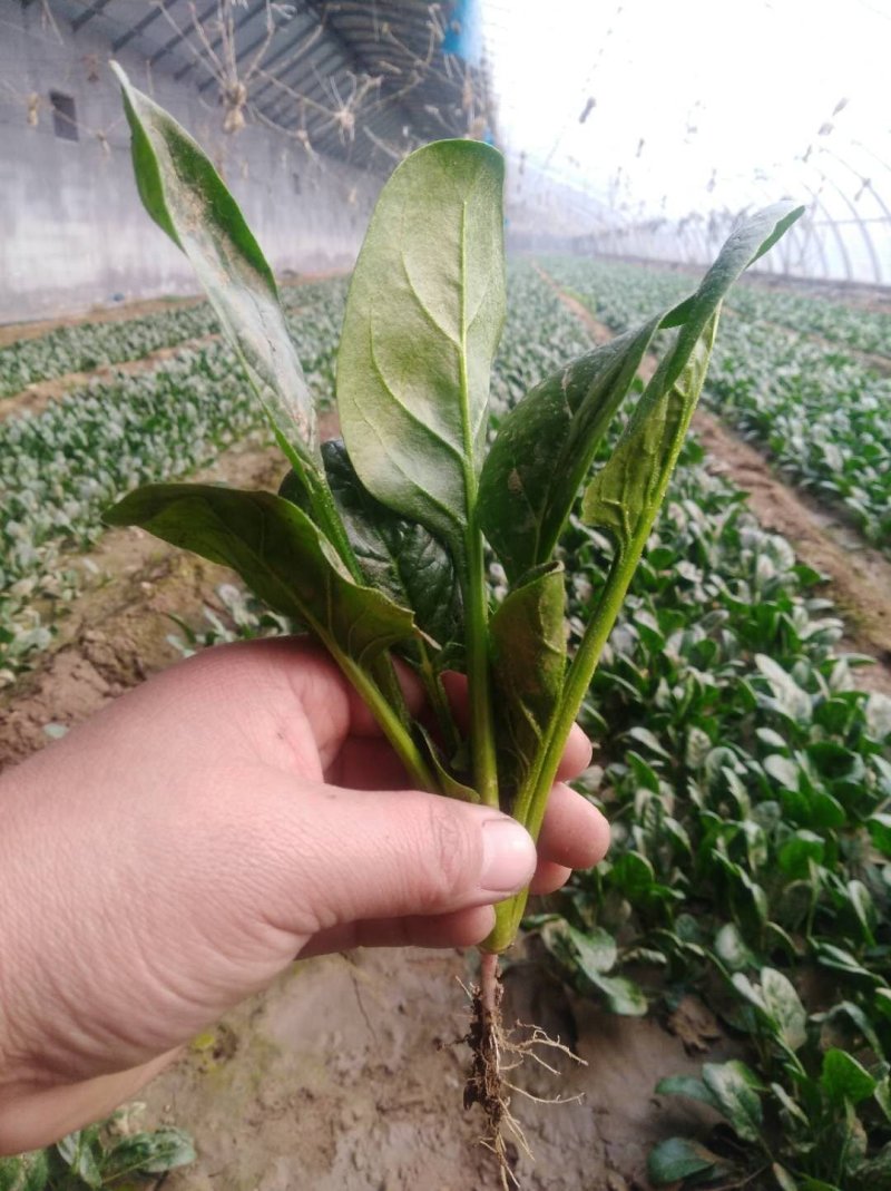 菠菜