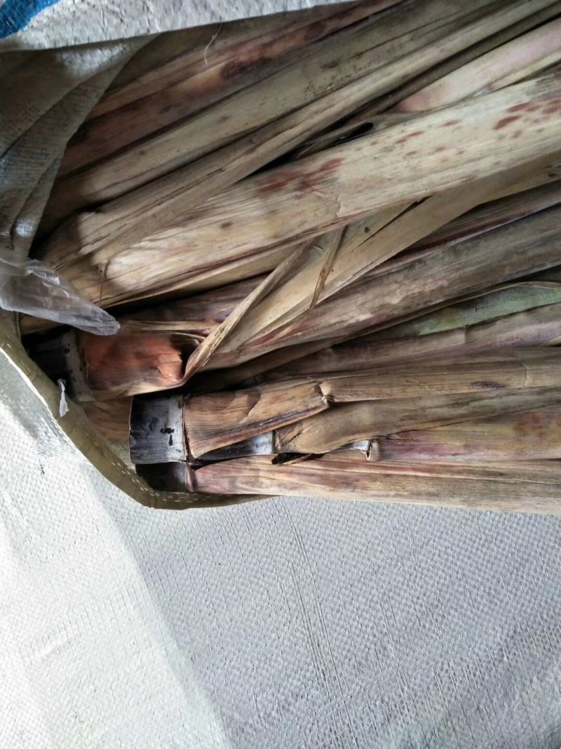 广西博白特产黑皮甘蔗苗大量批发出售3到6个牙生长能力很强