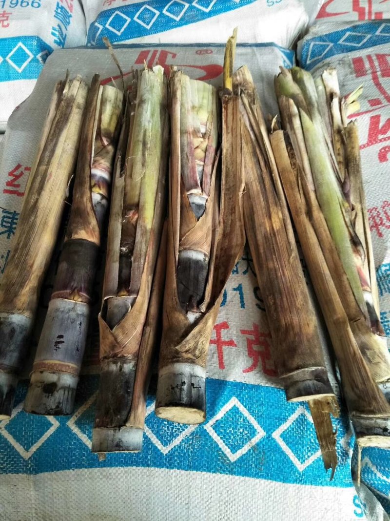 广西博白特产黑皮甘蔗苗大量批发出售3到6个牙生长能力很强