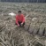 广西博白特产黑皮甘蔗苗大量批发出售3到6个牙生长能力很强