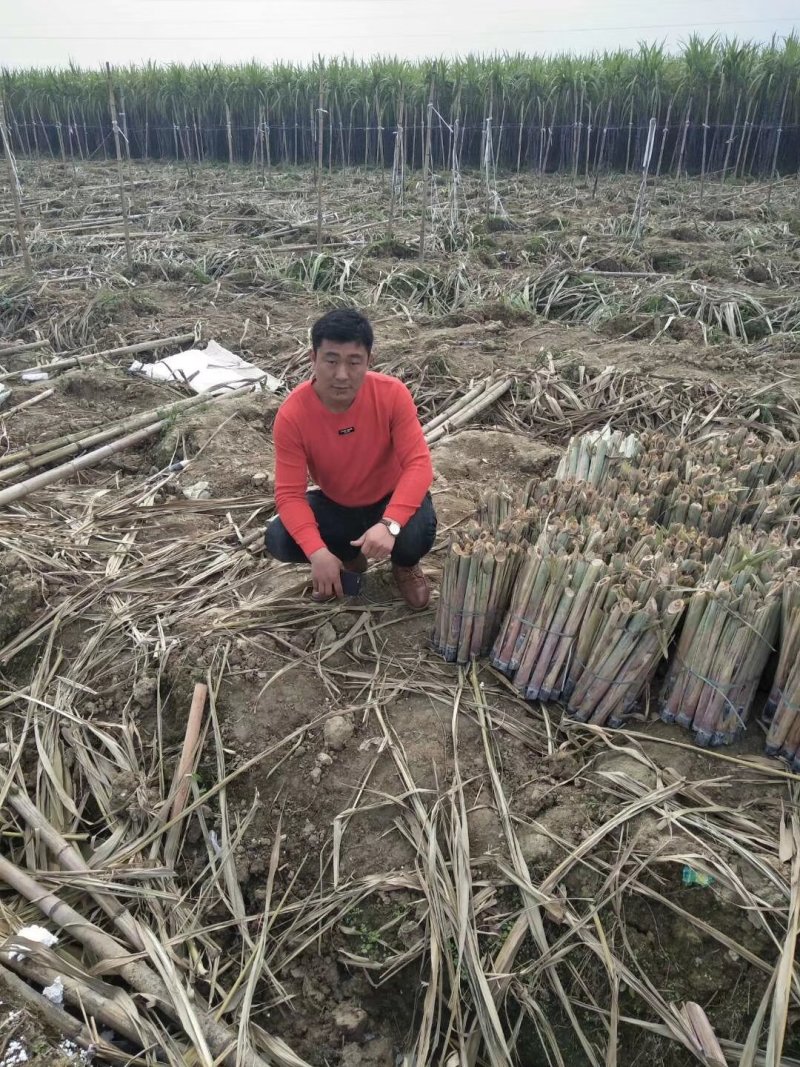 广西博白特产黑皮甘蔗苗大量批发出售3到6个牙生长能力很强