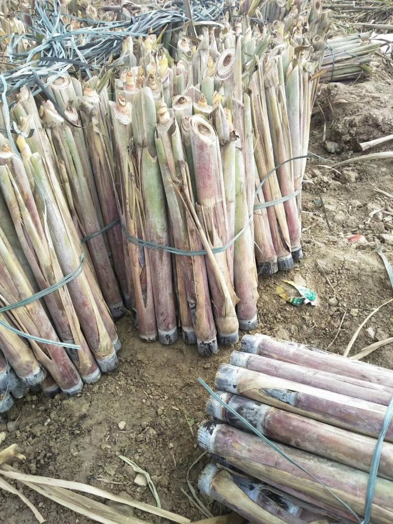 广西博白特产黑皮甘蔗苗大量批发出售3到6个牙生长能力很强