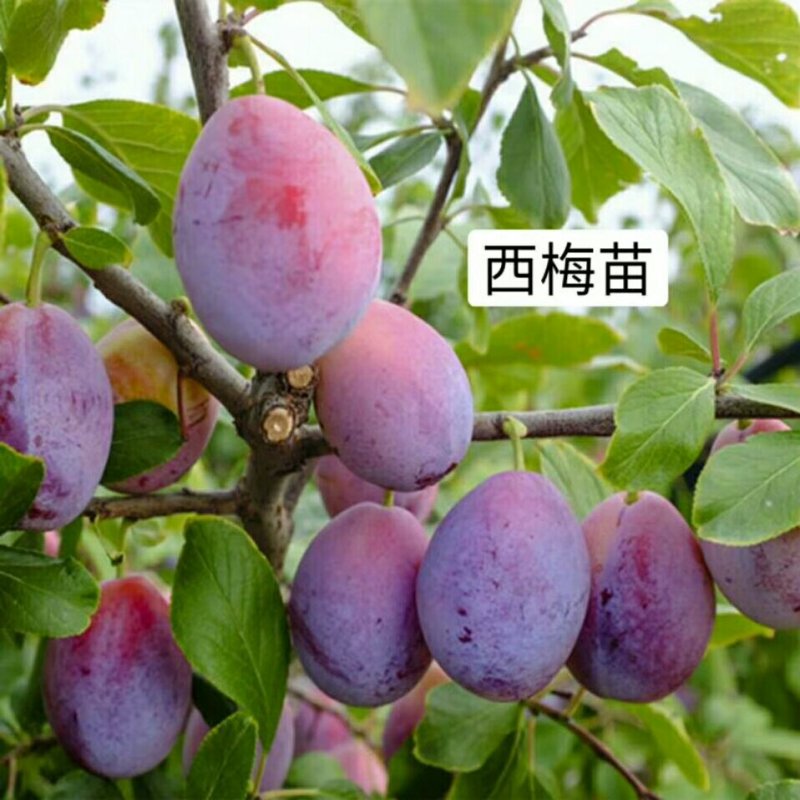 李子苗，可实地考察订苗，品种全，规格全，产地直供