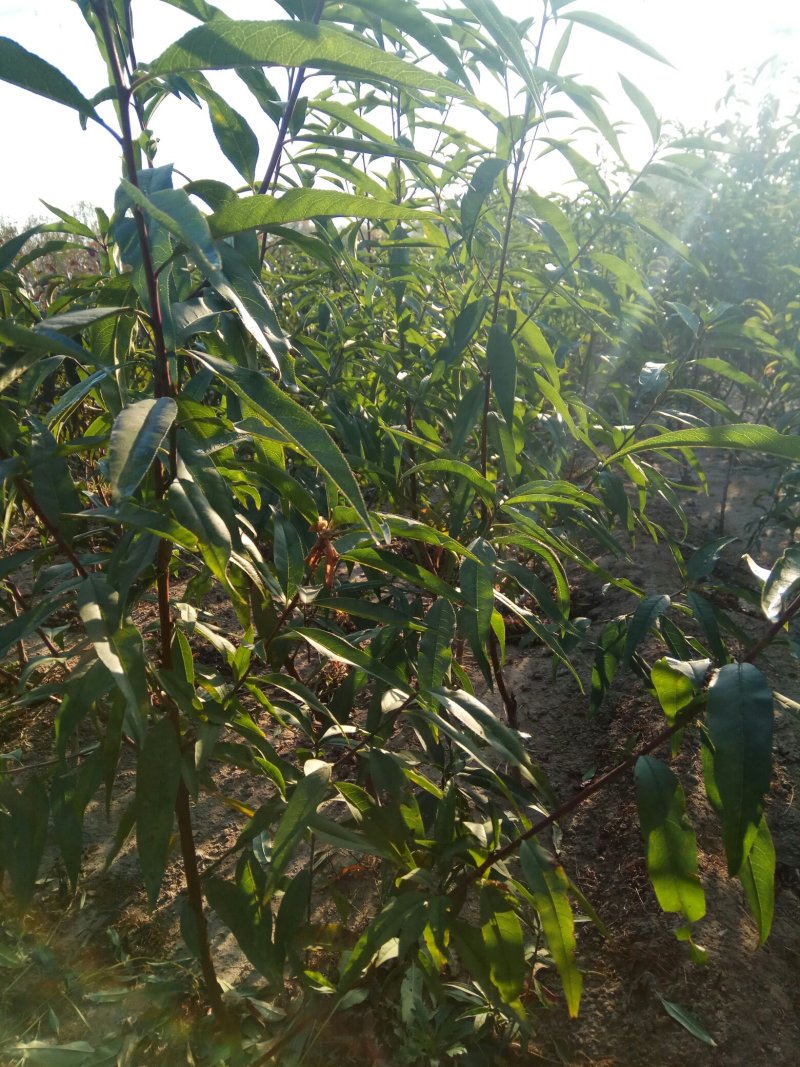 李子苗，可实地考察订苗，品种全，规格全，产地直供