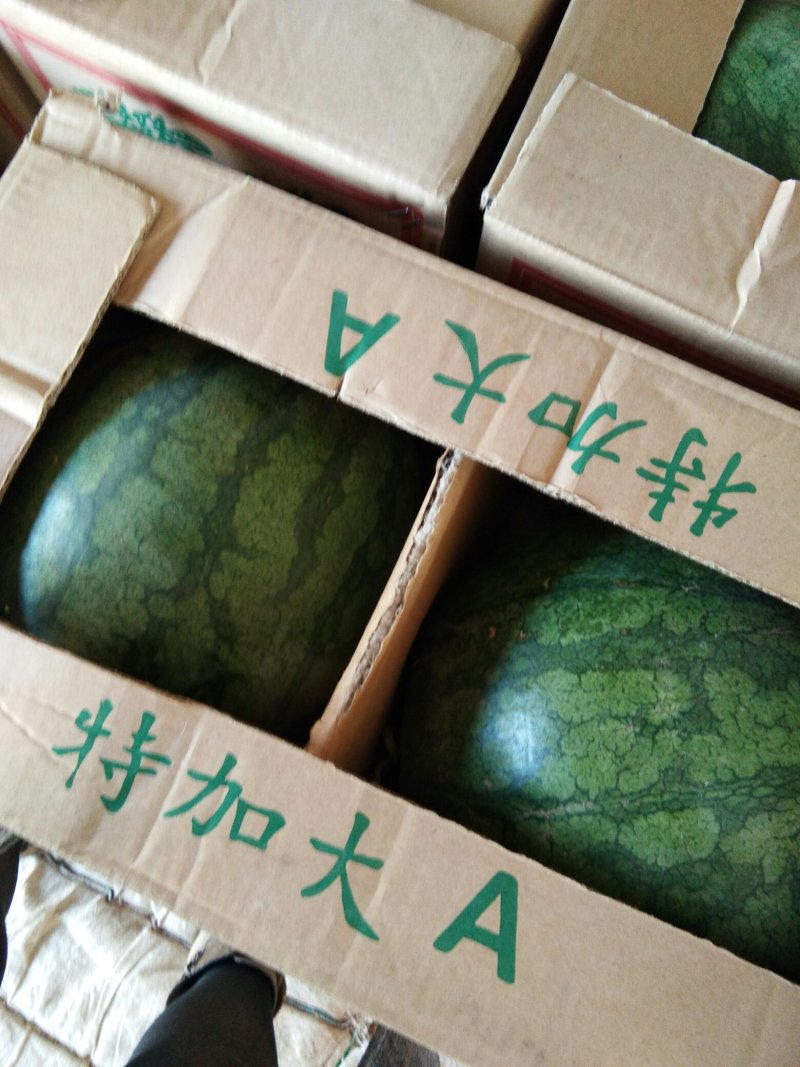 内蒙古通辽奈曼旗精品花无籽西瓜电商货市场货