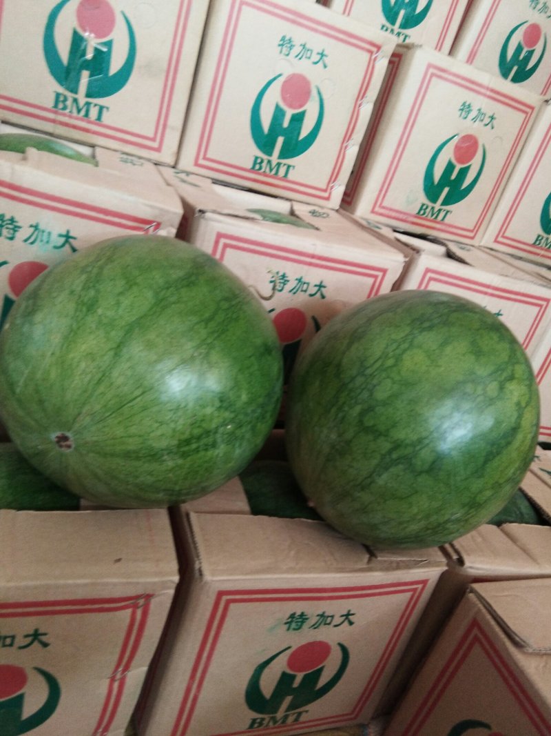 内蒙古通辽奈曼旗精品花无籽西瓜电商货市场货