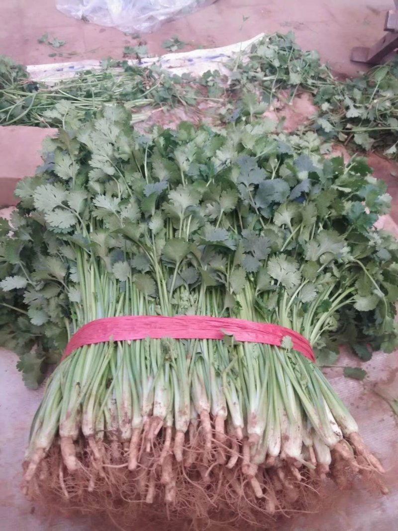 香菜铁杆香菜质量保证价格合理冷库陆地都有