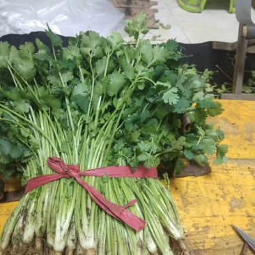 香菜铁杆香菜质量保证价格合理冷库陆地都有