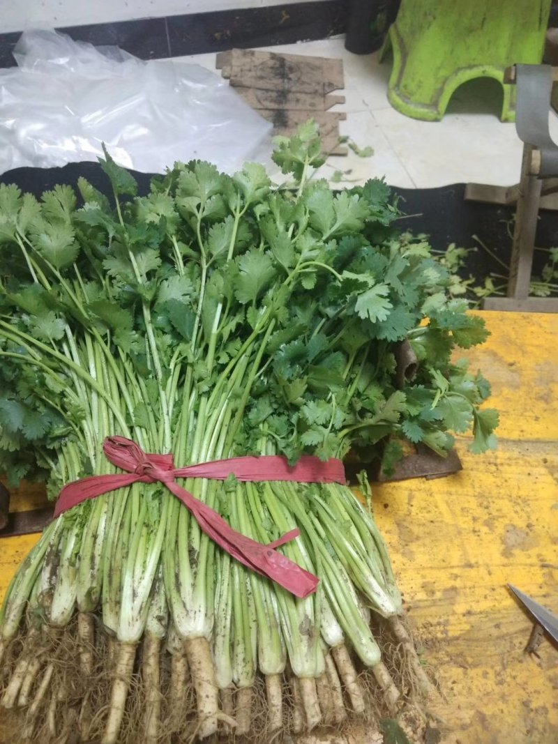 香菜铁杆香菜质量保证价格合理冷库陆地都有